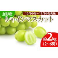 ふるさと納税 山形市産 シャインマスカット 秀 約2kg(2〜6房)[後半] 【令和6年産先行予約】FU22-037 山形県山形市 | ふるなび(ふるさと納税)