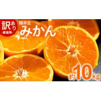 ふるさと納税 【2026年10月より順次配送】みかん 10kg 極早生 みかん be-0114 高知県香南市 | ふるなび(ふるさと納税)