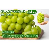 ふるさと納税 香川県 観音寺市 シャインマスカット 約1.4kg  旬な果実 採れたて ぶどう | ふるさとチョイス