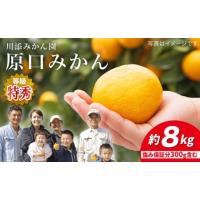 ふるさと納税 果物類 みかん 長崎県 西海市  11月下旬より配送 原口 みかん ／特秀品 みかん 約8kg（傷み保証分300g含む） 川添みかん園 CCT004 みかん 甘い … | ふるさとチョイス