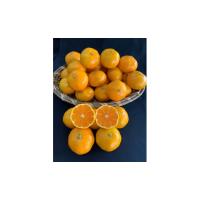 ふるさと納税 果物類 みかん 和歌山県 有田川町  数量限定 赤秀特選品 有田みかん 約10kg（Lもしくは2Lサイズ） サイズ指定不可 | ふるさとチョイス