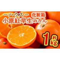 ふるさと納税 果物類 みかん 香川県 まんのう町  先行予約 2026年6月下旬以降順次発送予定 香川県産 ハウス小原紅早生みかん(約1kg／化粧箱) man072 Aglio ner… | ふるさとチョイス