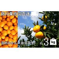 ふるさと納税 果物類 みかん 香川県 観音寺市 2026年秋よりお届け 農園直送 高糖度温州みかん（由良早生）約3kg 果物類 柑橘類 ミカン フルーツ | ふるさとチョイス