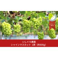 ふるさと納税 新潟県 三条市 先行予約 シャインマスカット 1房 [2024年発送分] 令和6年度 贈答用 新潟県 三条市産 ぶどう  [いしぐろ農園] 【010P093】 | ふるさとチョイス