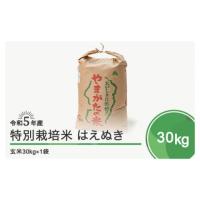 ふるさと納税 山形県 大石田町 令和6年6月下旬発送 はえぬき30kg 玄米  令和5年産 令和6年6月下旬　発送 | ふるさとチョイス