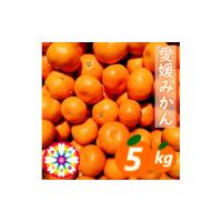 ふるさと納税 果物類 みかん 愛媛県 八幡浜市 「 愛媛 みかん 」約5kg《 愛咲果樹園 》 C71-5 1331483 | ふるさとチョイス