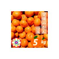 ふるさと納税 果物類 みかん 愛媛県 八幡浜市 「 愛媛 みかん 」 小玉 約5kg《 愛咲果樹園 》 C71-6 1331484 | ふるさとチョイス