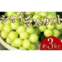 ふるさと納税 福島県 伊達市 ＜2024年秋発送＞大人気！たくさん届く 伊達市産 シャインマスカット 約3kg（3〜6房）フルーツ 果物 ぶどう マスカット デザート … | ふるさとチョイス