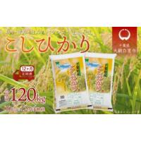 ふるさと納税 千葉県 大網白里市 ＜12ヶ月定期便＞千葉県産「コシヒカリ」10kg×12ヶ月連続 計120kg ふるさと納税 米 定期便 10kg コシヒカリ 千葉県 大網白里… | ふるさとチョイス