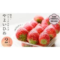 ふるさと納税 茨城県 桜川市 【2024年1月上旬発送開始】 やよいひめ  ( 2パック )　特大 ・ デラックス サイズ （茨城県共通返礼品／常陸太田市） 大粒 フルー… | ふるさとチョイス