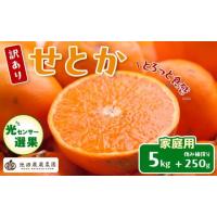 ふるさと納税 果物類 みかん 和歌山県 有田川町 ［先行予約］家庭用 せとか5kg+250g（傷み補償分）［柑橘・春みかんの王様］［わけあり・訳あり］［光センサー… | ふるさとチョイス