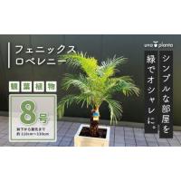 タスマニア⭐　フェニックスロベレニー　特大苗木最高等級極上品‼️ タスマニア⭐様専用 フェニックスロベレニー 特大苗木最高等級