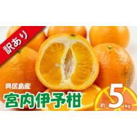 ふるさと納税 みかん・柑橘類 愛媛県 松山市 訳あり 宮内伊予柑 興居島産 約5kg 2026年1月下旬から順次発送 | 訳あり みかん 訳あり柑橘 訳あり商品 伊予柑 い… | ふるさとチョイス