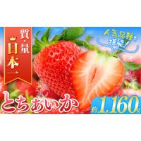 ふるさと納税 栃木県 真岡市 【2025年先行予約】とちあいか  (290g×4パック）約1160g | 日本一 いちご生産量 JAはが野 栃木県 代表 真岡市 栃木県 送料無料 … | ふるさとチョイス