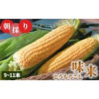 ふるさと納税 茨城県 坂東市 No.716 朝採りとうもろこし味来【期間限定】 ／ 野菜 トウモロコシ 朝どり ミラクルスイートコーン 高糖度 茨城県 特産品