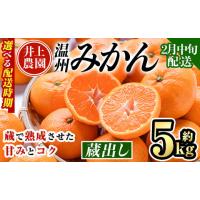 ふるさと納税 果物類 みかん 大分県 宇佐市  2月中旬より順次発送予定 大分県宇佐市産 蔵出し みかん(約5kg)ミカン 蜜柑 柑橘 フルーツ 果物 くだもの 果実 国… | ふるさとチョイス
