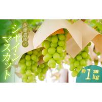 ふるさと納税 ぶどう マスカット 山形県 鶴岡市  令和8年産先行予約 鶴岡市産 シャインマスカット 約1kg (2房)　佐藤農園 | ふるさとチョイス