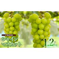 ふるさと納税 ぶどう マスカット 山形県 鶴岡市  令和8年産先行予約 シャインマスカット　約1.2kg (2房) 山形県鶴岡市　伊藤農園 | ふるさとチョイス