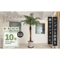 お買い得❣️ フェニックス　ロベレニー　6株セット お買い得❣️ フェニックス ロベレニー 6株セット