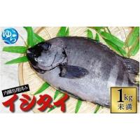 石鯛（魚、鮮魚）｜魚介類、海産物 | 食品 の商品一覧 通販 - Yahoo