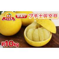 文旦 10kgのおすすめ人気商品一覧 通販 - Yahoo!ショッピング
