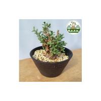 ケラリア ピグマエアのおすすめ人気ランキングTOP94 - Yahoo!ショッピング