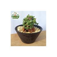 ケラリア ピグマエアのおすすめ人気ランキングTOP98 - Yahoo!ショッピング