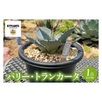 アガベ パリーのおすすめ人気ランキングTOP90 - Yahoo!ショッピング