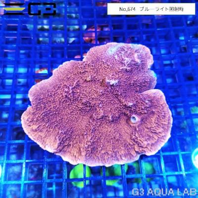G3 AQUA LAB ヤフーショップ - ハードコーラル｜Yahoo!ショッピング