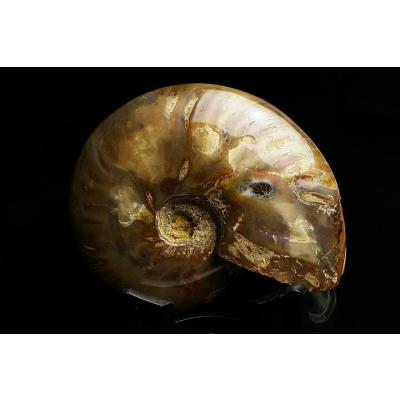 アンモナイト化石オパール化のおすすめ人気商品一覧 通販 - Yahoo