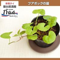 ピンクペッパー 苗