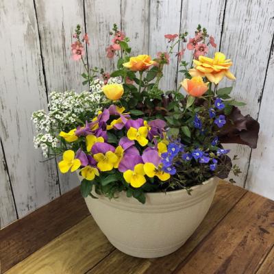 春の寄せ植えのおすすめ人気商品一覧 通販 - Yahoo!ショッピング