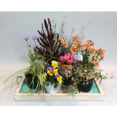 寄せ植えセットのおすすめ人気商品一覧 通販 - Yahoo!ショッピング