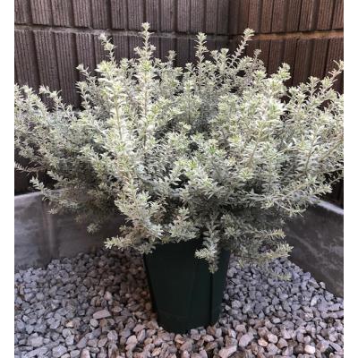 ウエストリンギアのおすすめ人気商品一覧 通販 - Yahoo!ショッピング