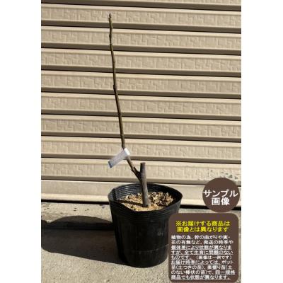イチジク レディグレイのおすすめ人気商品一覧 通販 - Yahoo!ショッピング