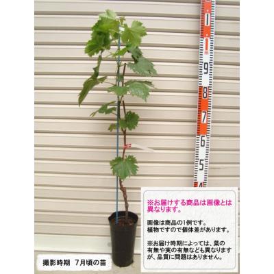 シャインマスカット苗3年の商品一覧 通販 - Yahoo!ショッピング