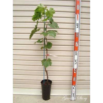 クイーンニーナ（苗木、植木） | 花、ガーデニング の商品一覧 通販