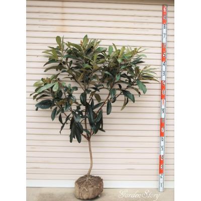 ガーデン ストーリー - クイーン長崎｜Yahoo!ショッピング