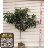 白びわ】 ３年生接木苗 大苗 ビワ シロビワ u203b納期指定:発送予定 