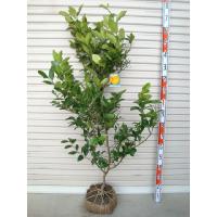 果樹の苗 苗木 ランキングtop100 人気売れ筋ランキング Yahoo ショッピング