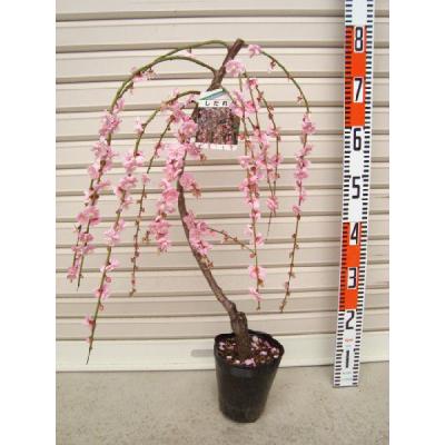 しだれ梅苗（花、ガーデニング）のおすすめ人気商品一覧 通販