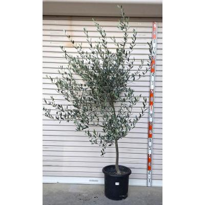 オリーブの木 ルッカ 古木 幹太 シンボルツリー 庭木 観葉植物