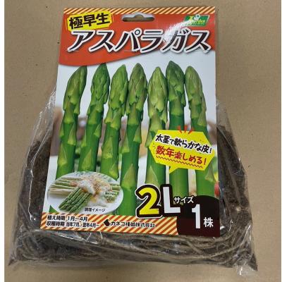 お徳用3株セット）極早生 アスパラガス苗 2L株苗x3袋セット 〜名人の