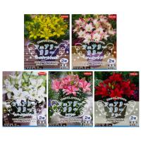 秋植え球根 春植え オリエンタルリリー ウェディングマーチ 1球入り U 10c1 ガーデニングどっとコムyahoo 店 通販 Yahoo ショッピング