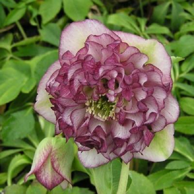 ミヨシのクリスマスローズ（花の苗）｜苗 | 花、ガーデニング の