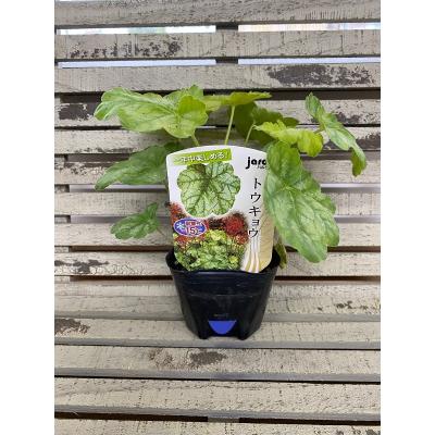 Gardener s Shop Ivy - jardin｜Yahoo!ショッピング