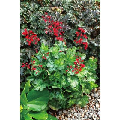 Gardener s Shop Ivy - jardin｜Yahoo!ショッピング