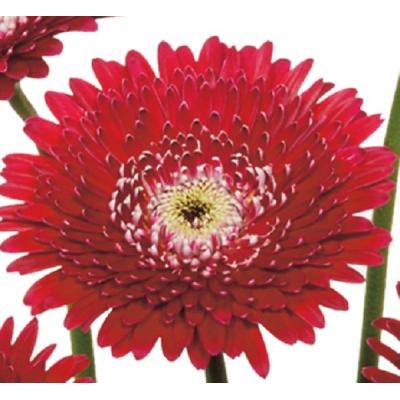 ガーベラ 苗 大輪(苗)の商品一覧 | 花、ガーデニング 通販 ガーベラ 苗 大輪(苗)の商品一覧 | 花、ガーデニング 通販