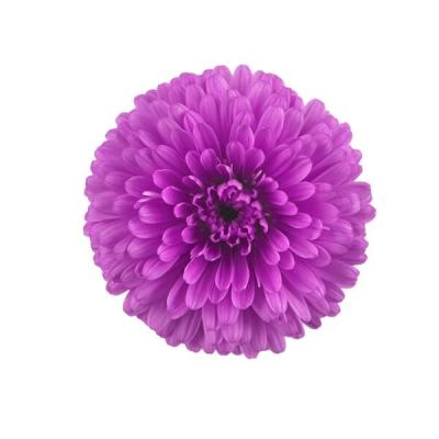 苗（花種類：アスター）｜花、ガーデニング おすすめ人気商品 通販