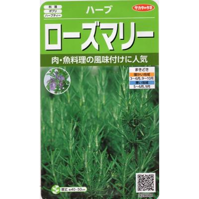 Gardener s Shop Ivy - ローズマリー Rosemary｜Yahoo!ショッピング